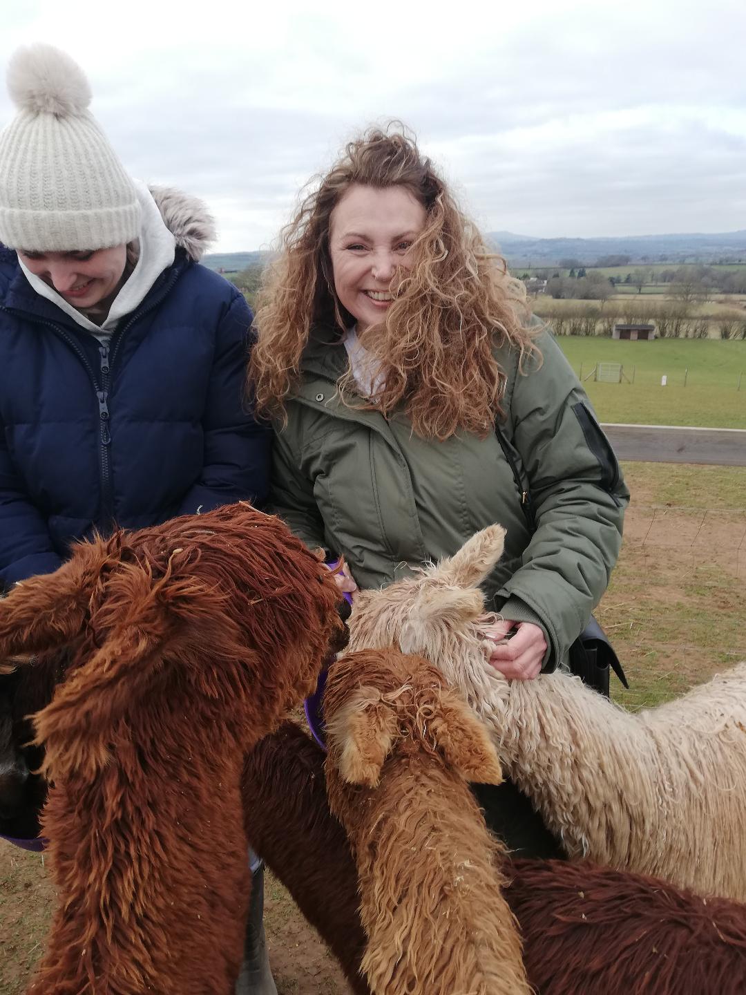 Petting and Feeding the alpacas
