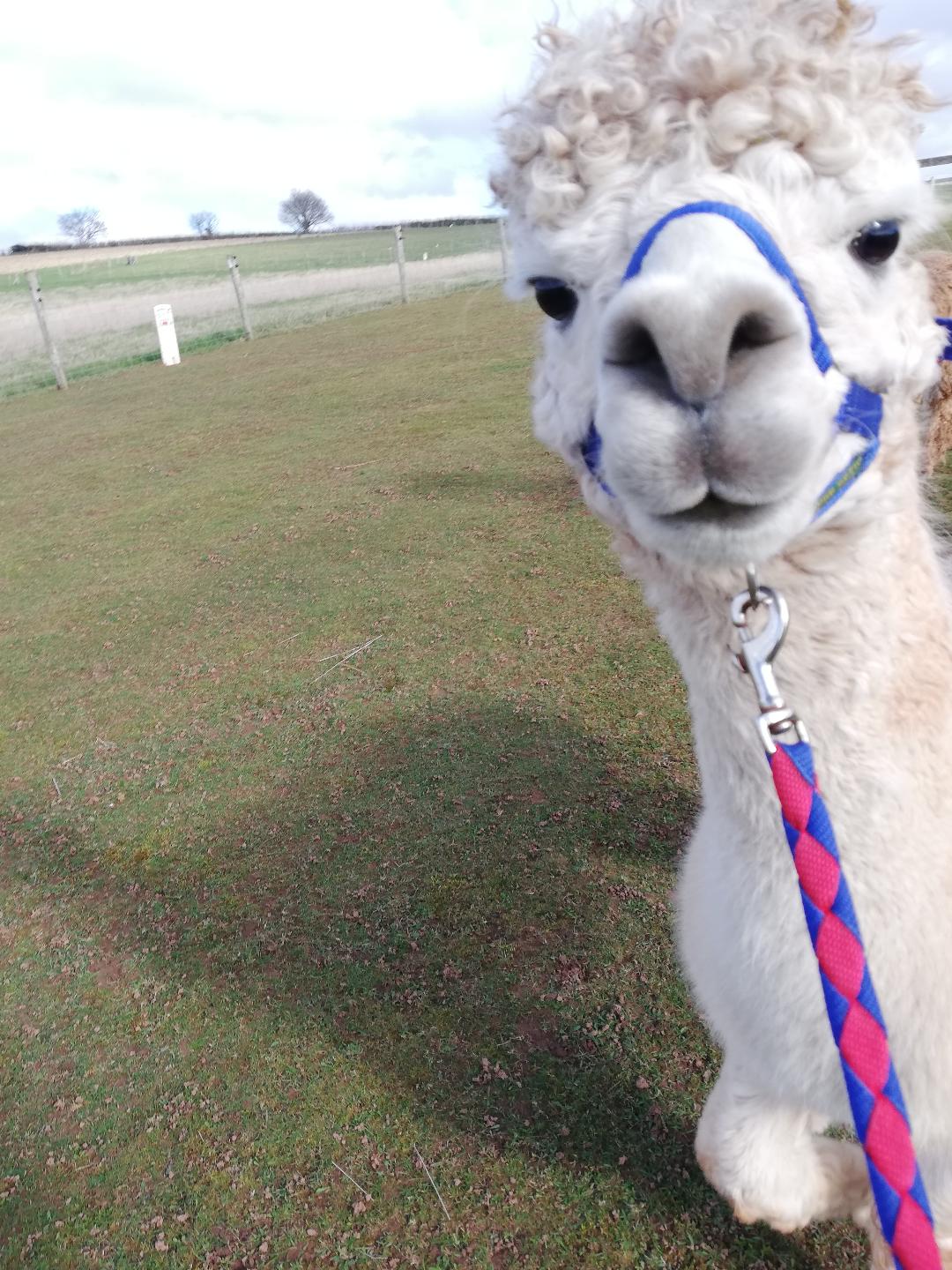 Petting and Feeding the alpacas