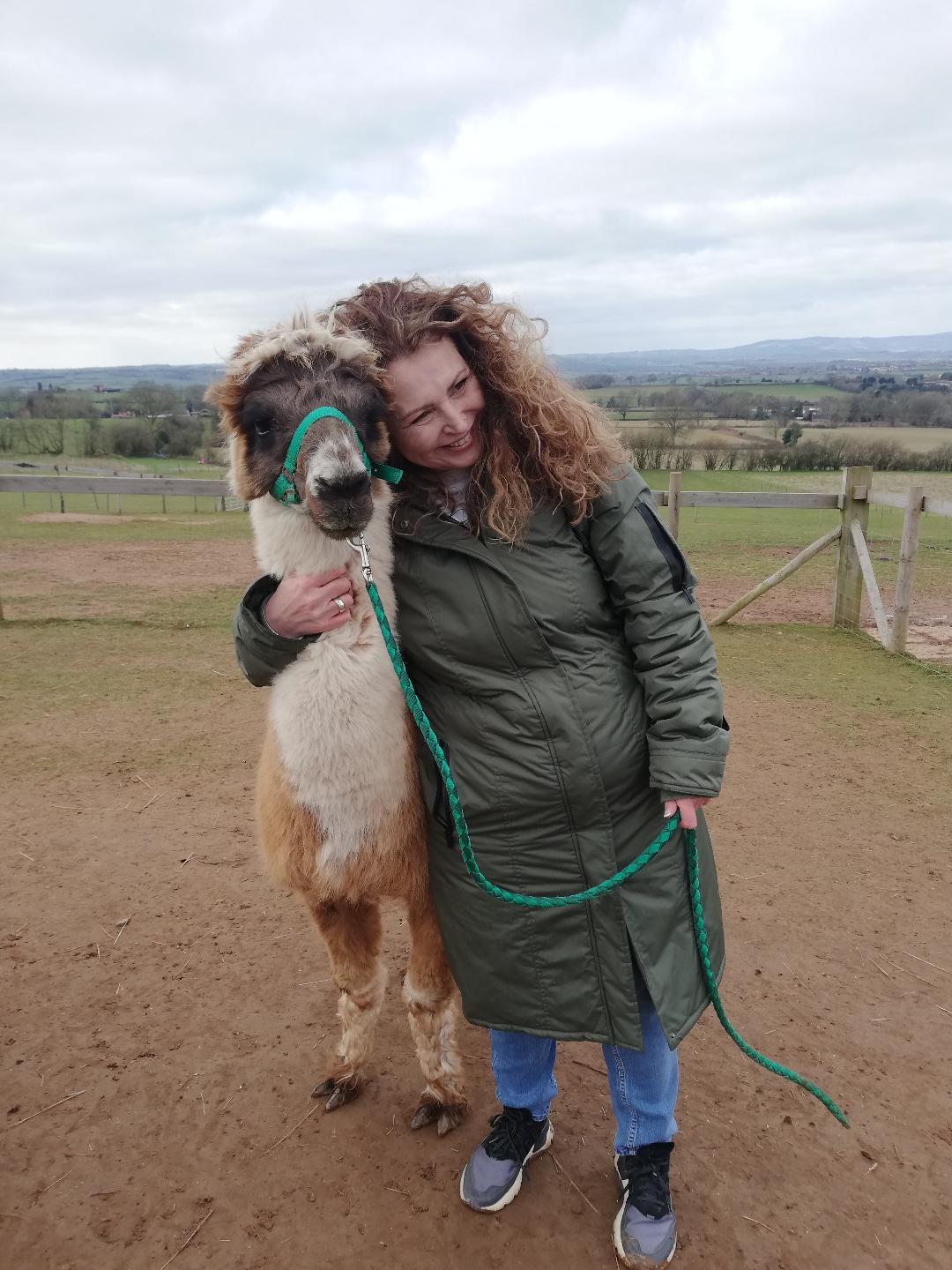 Petting and Feeding the alpacas