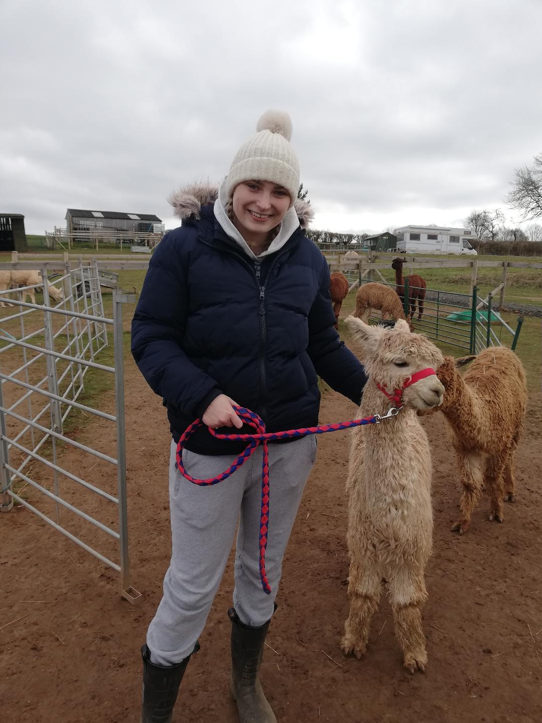 Petting and Feeding the alpacas