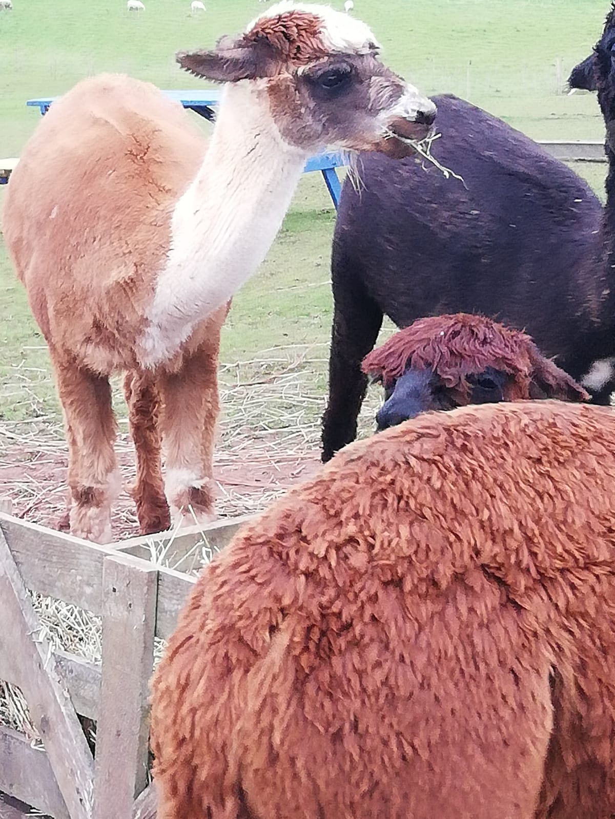 Petting and Feeding the alpacas
