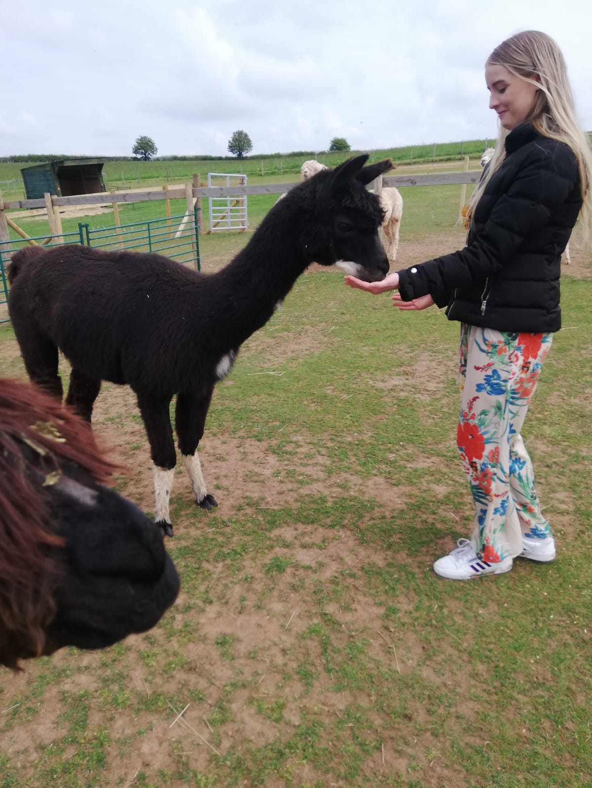 Petting and Feeding the alpacas