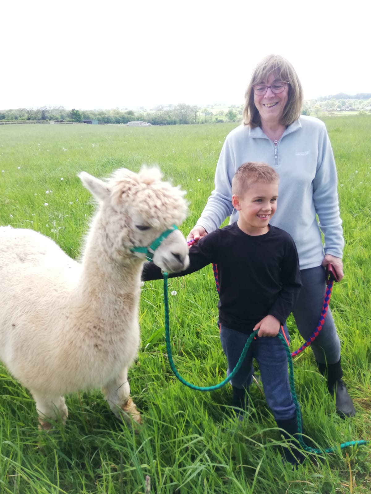 Petting and Feeding the alpacas