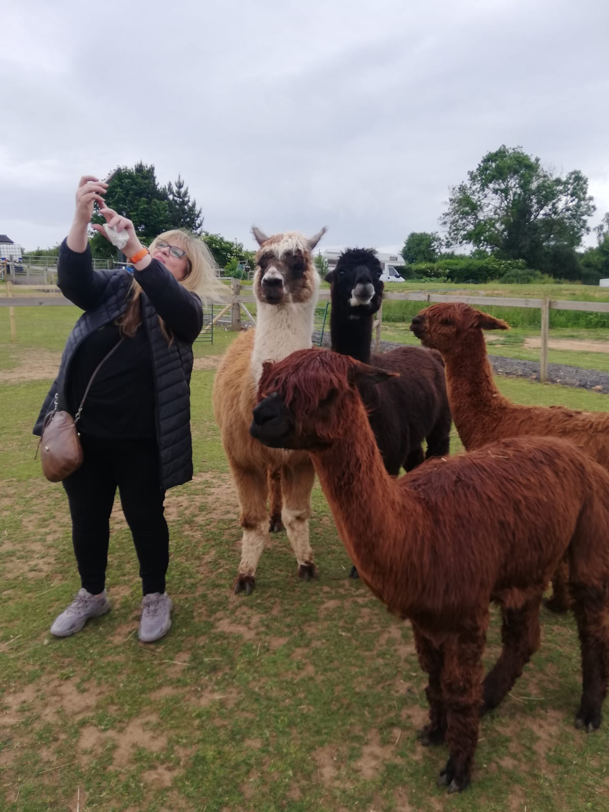 Petting and Feeding the alpacas