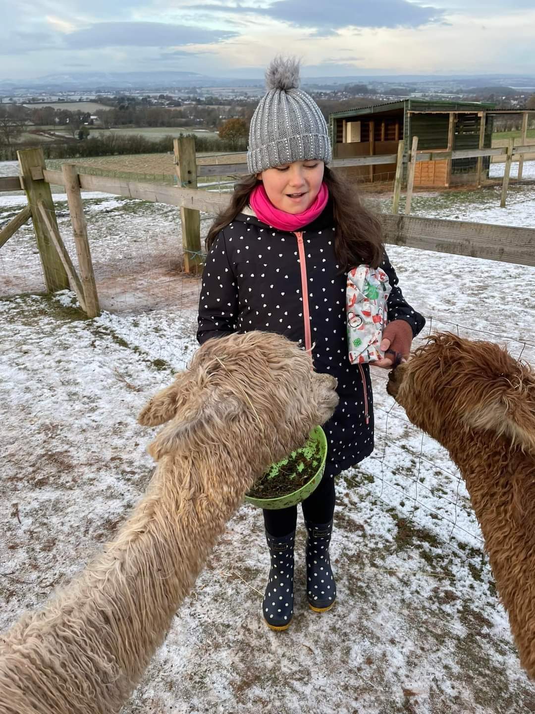 2025 Christmas Experience! Meet  Santa & The Alpacadeers