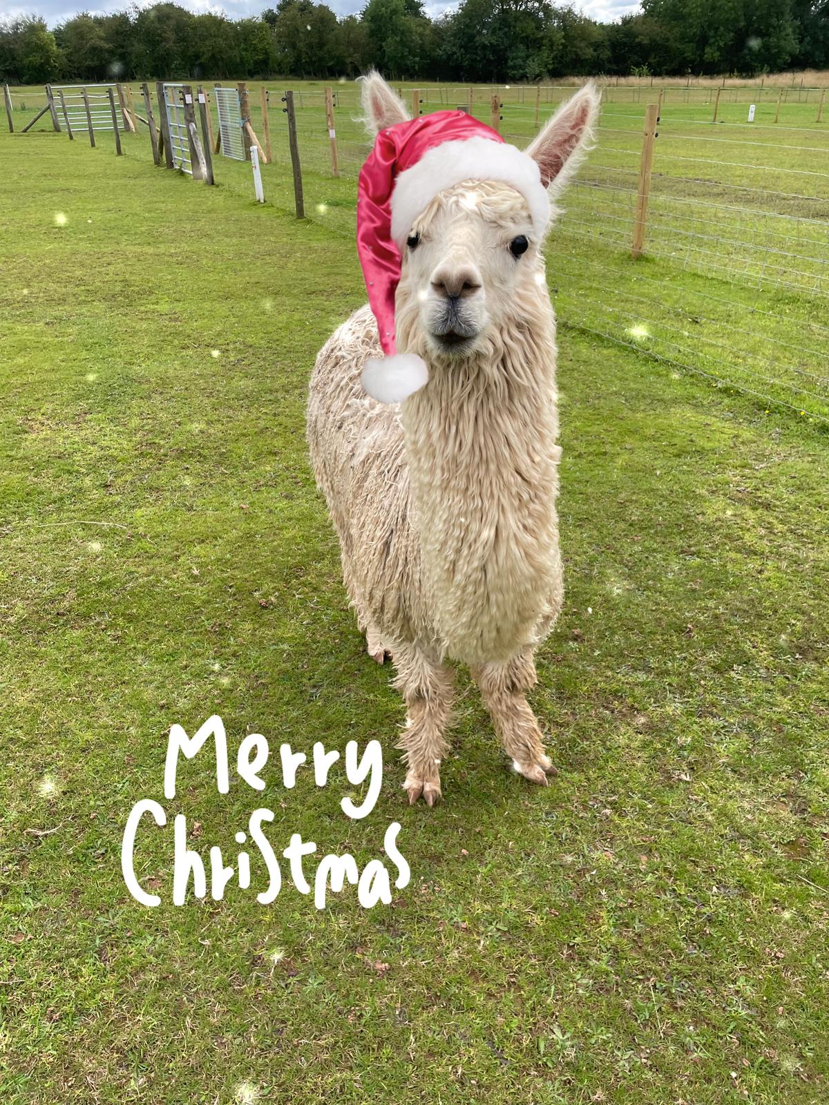 2025 Christmas Experience! Meet  Santa & The Alpacadeers