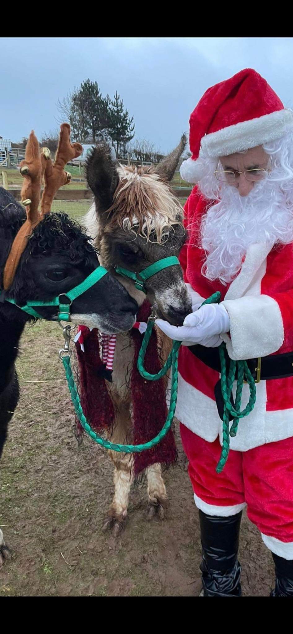 2025 Christmas Experience! Meet  Santa & The Alpacadeers