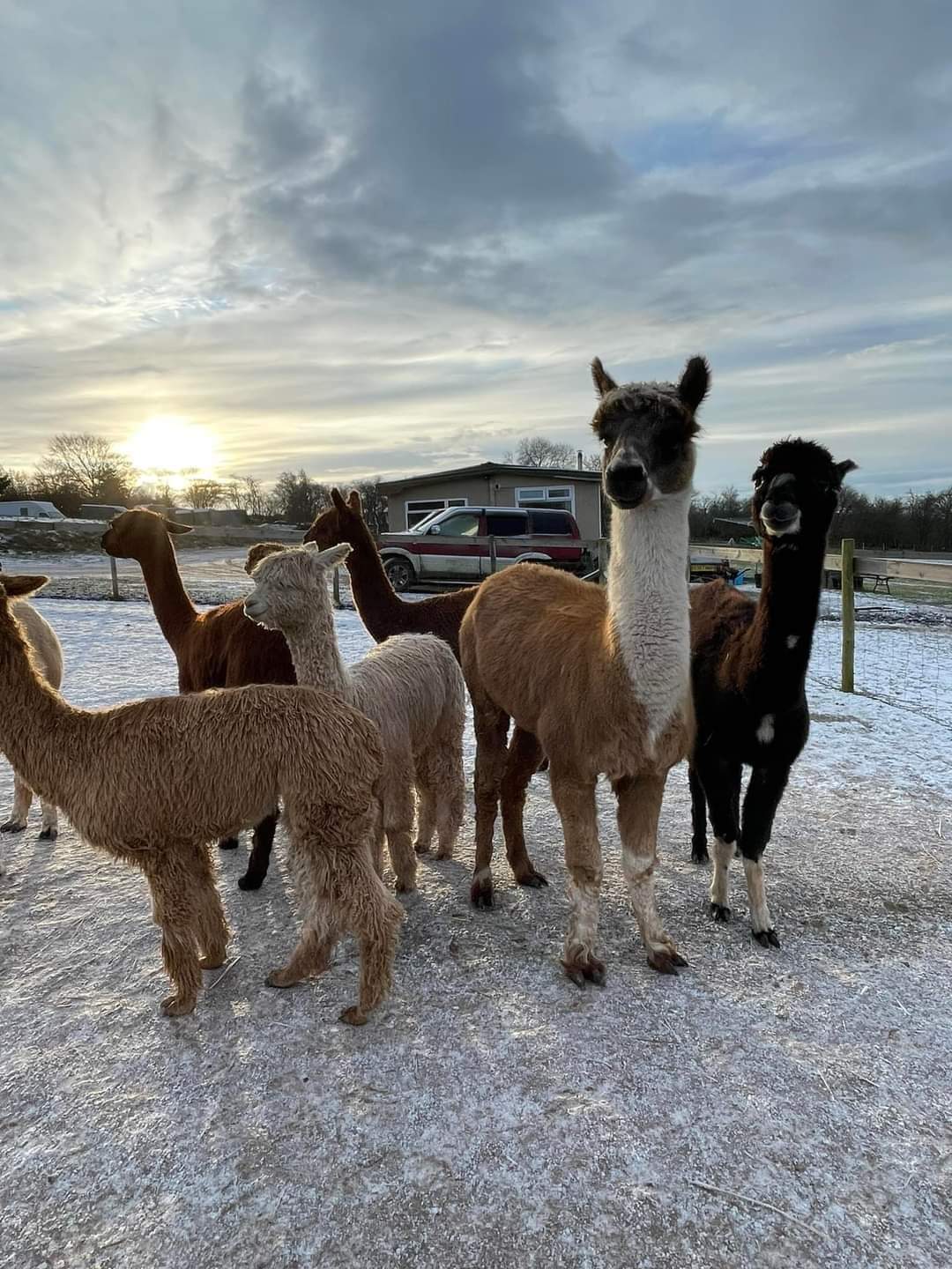 2025 Christmas Experience! Meet  Santa & The Alpacadeers