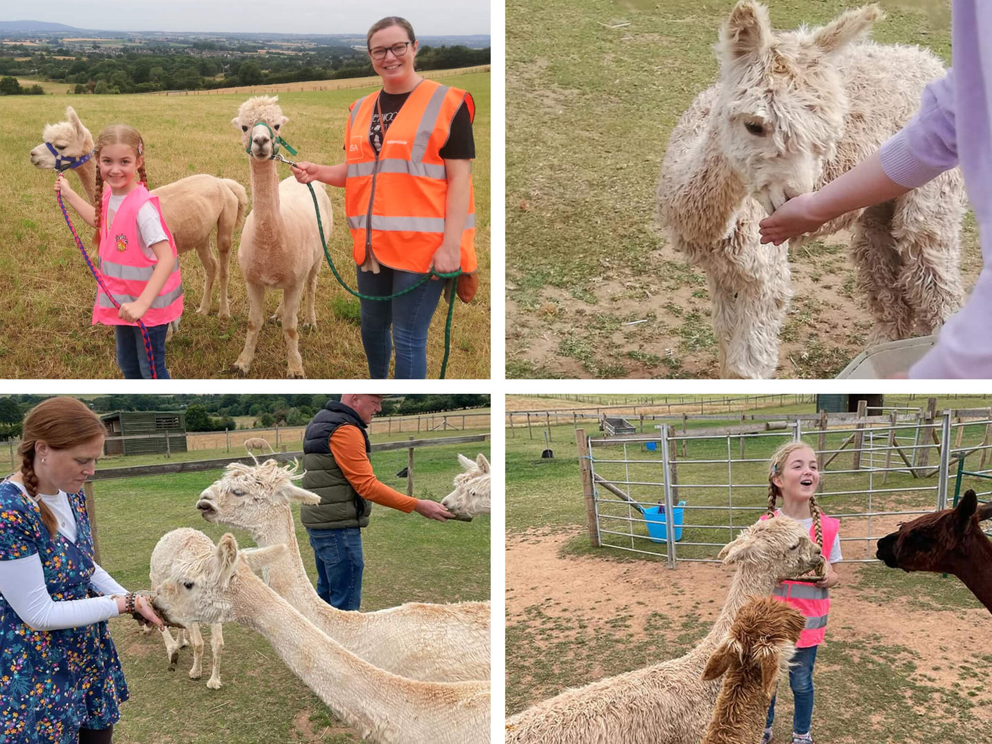 Alpaca camping
