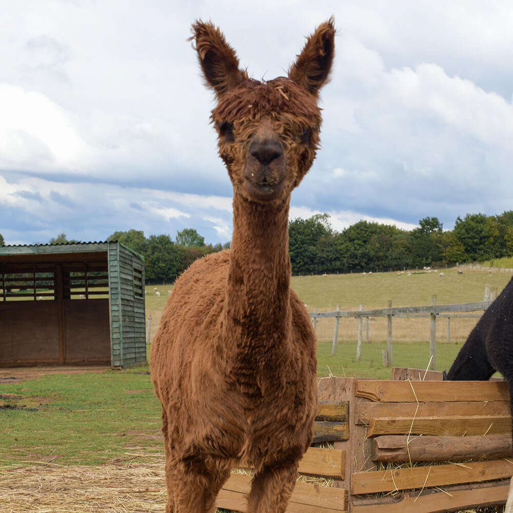 Adopt Archie