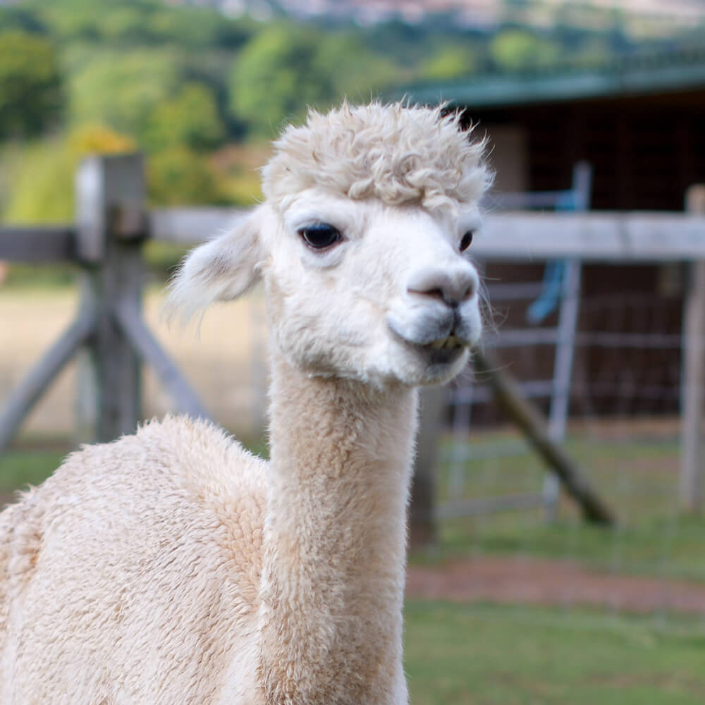 Adopt Dave