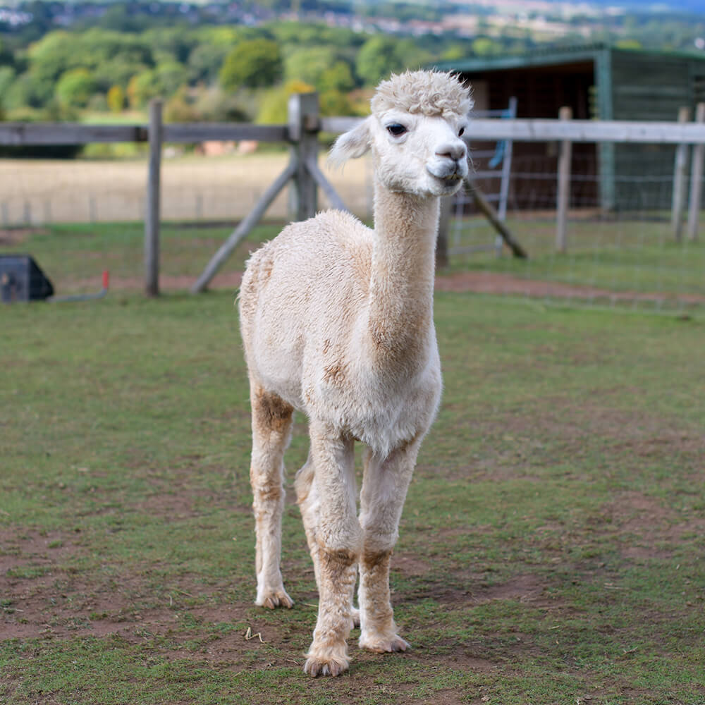 Adopt Dave