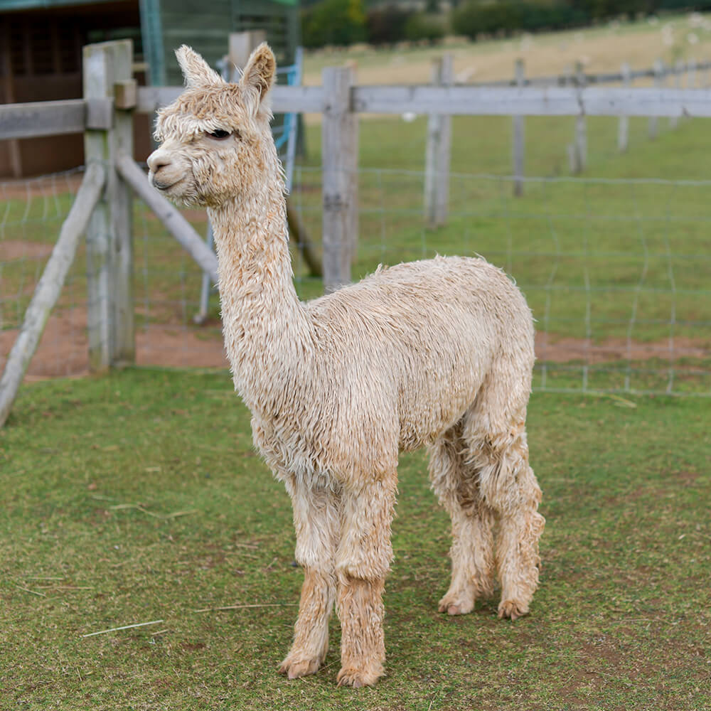 Adopt Youngster Goldie