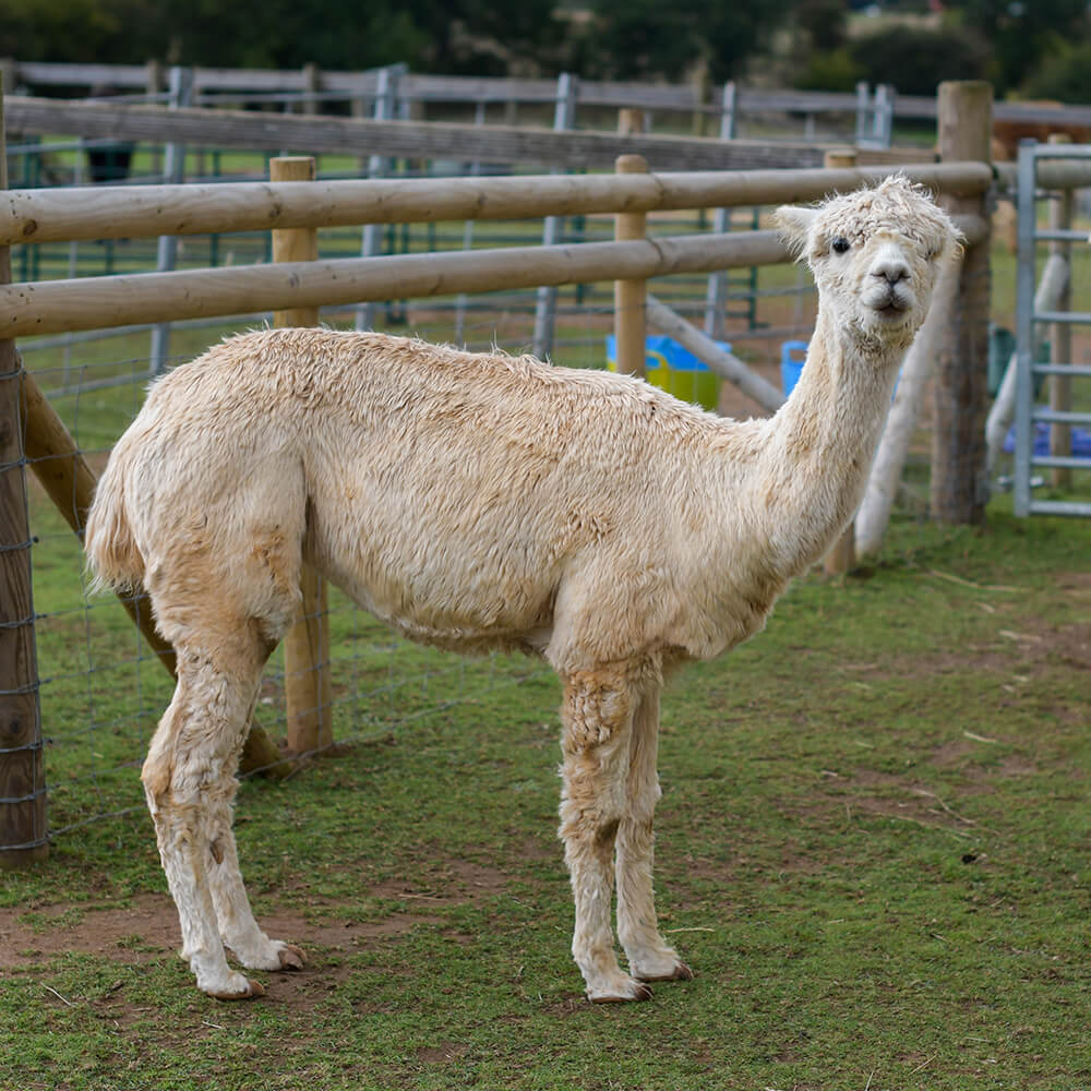 Adopt Star