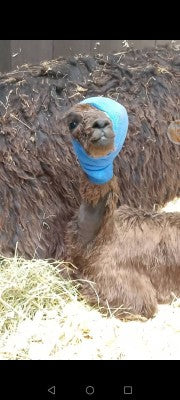 Fathers Day Special!  Alpaca Farm Education Experience & Mini Trek, Suitable for all ages! meet the baby Alpacas as well including Mango our famous one eyed Alpaca who appeared on the B.B.C News!