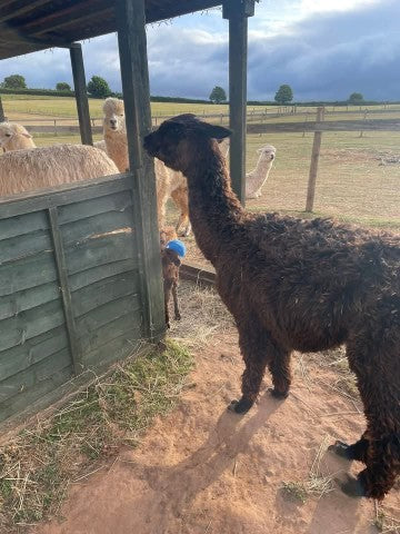 Mango standing next to a wooden fence with  mummy Lulu other alpacas in the background