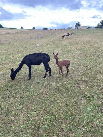 Lulu with Mango free range grazing 