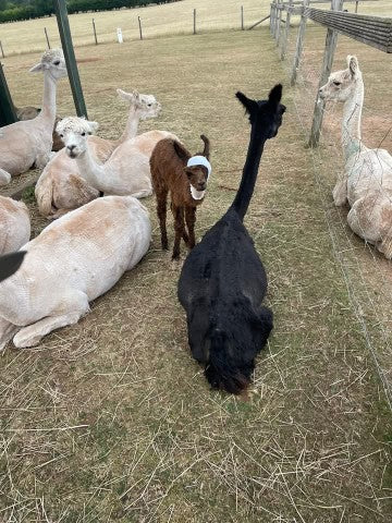 Mango With Mummy Loraine Bandage that allowed his ears to stand up straight