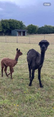 Lulu with Mango on a hot June day 2025