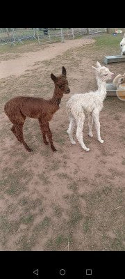 Mango with his sister Lottie