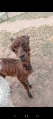 Mango day 1 with bandage and dressings  removed.