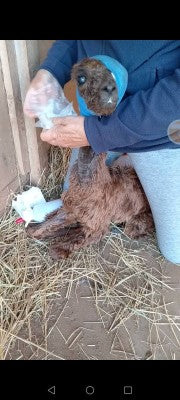 Loraine giving Mango his medicines and checking him the evening after his surgery