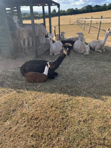 Mango and Lulu chilling out with the Alpaca girlie gang on a hot June evening 2025