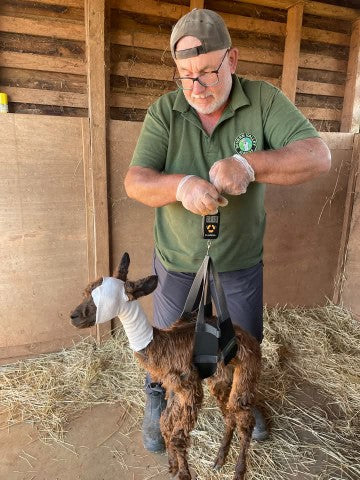 Andy doing the daily weighing of Mango