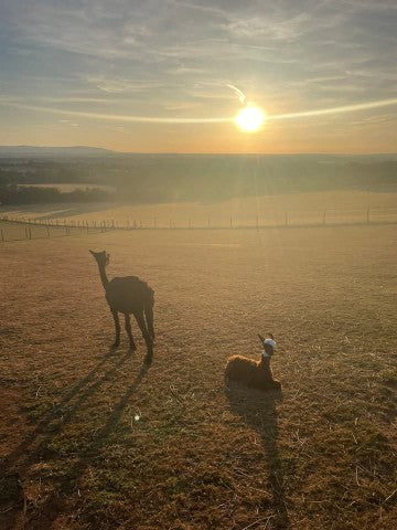 Sunset June 2025 With Mango and Lulu