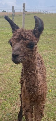 Mango at 7 days old before his nasty eye infection set in.