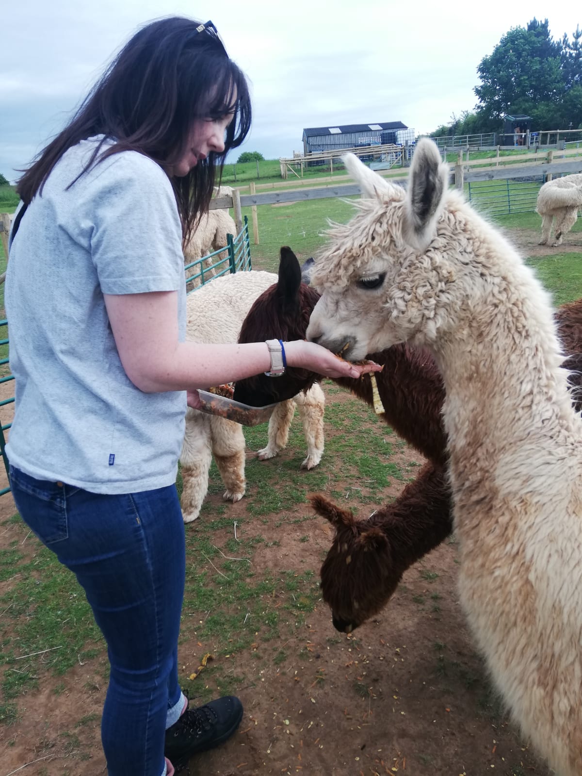 Petting and Feeding the alpacas