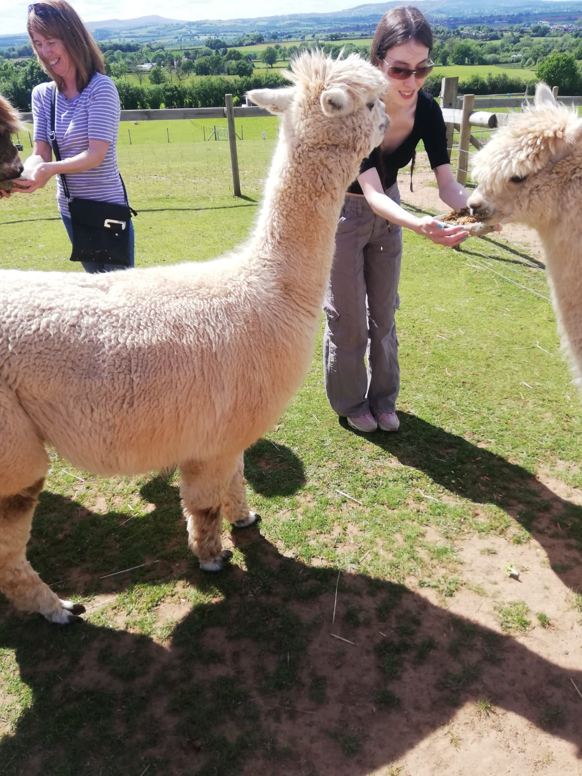 Petting and Feeding the alpacas