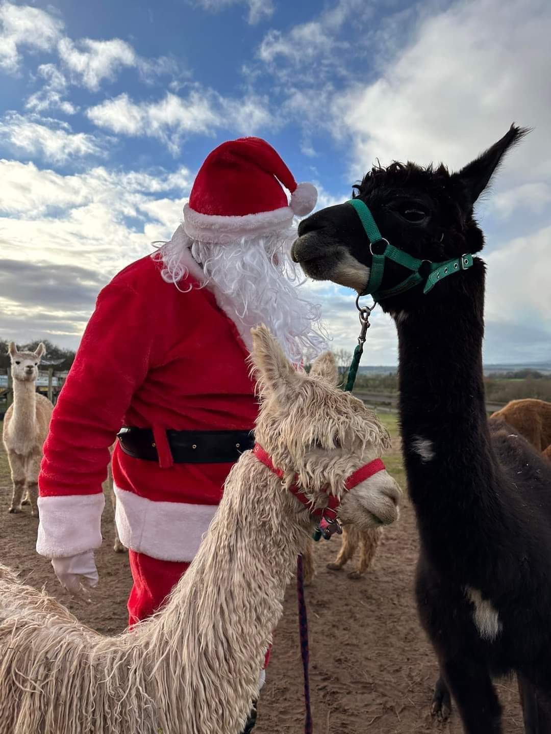 Christmas Experience! Meet  Santa & The Alpacadeers