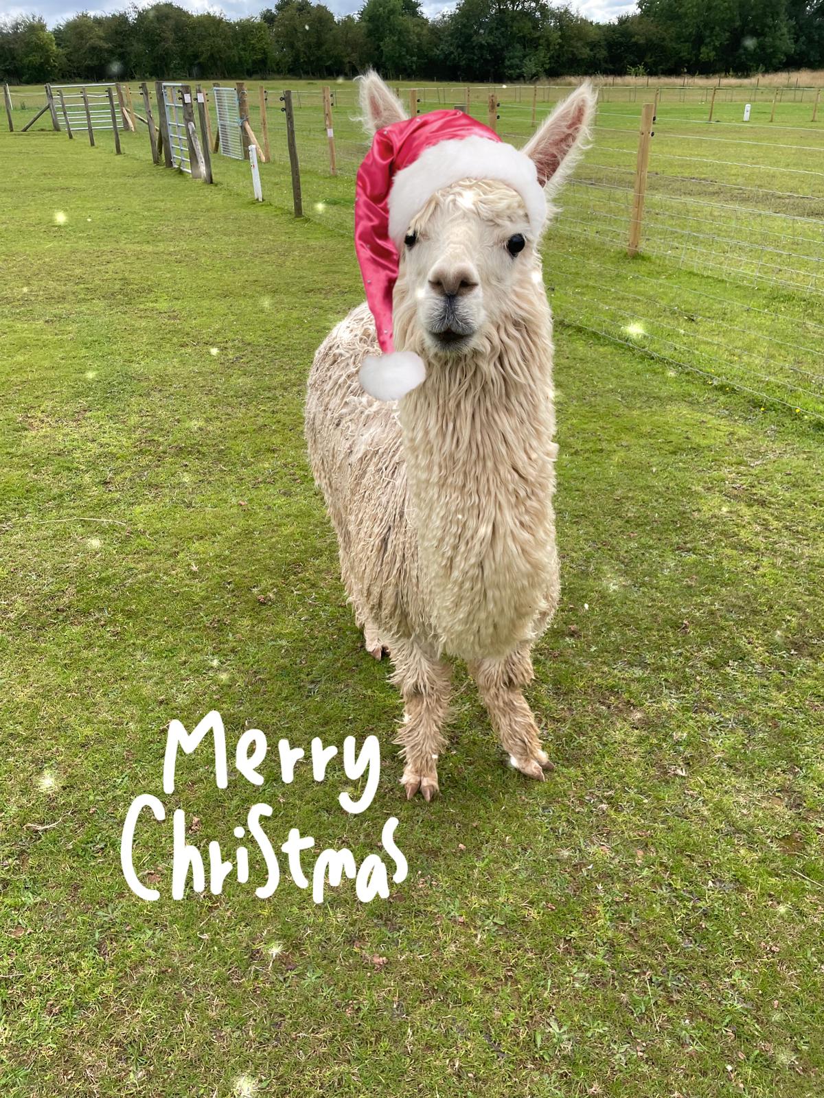 Christmas Experience! Meet  Santa & The Alpacadeers