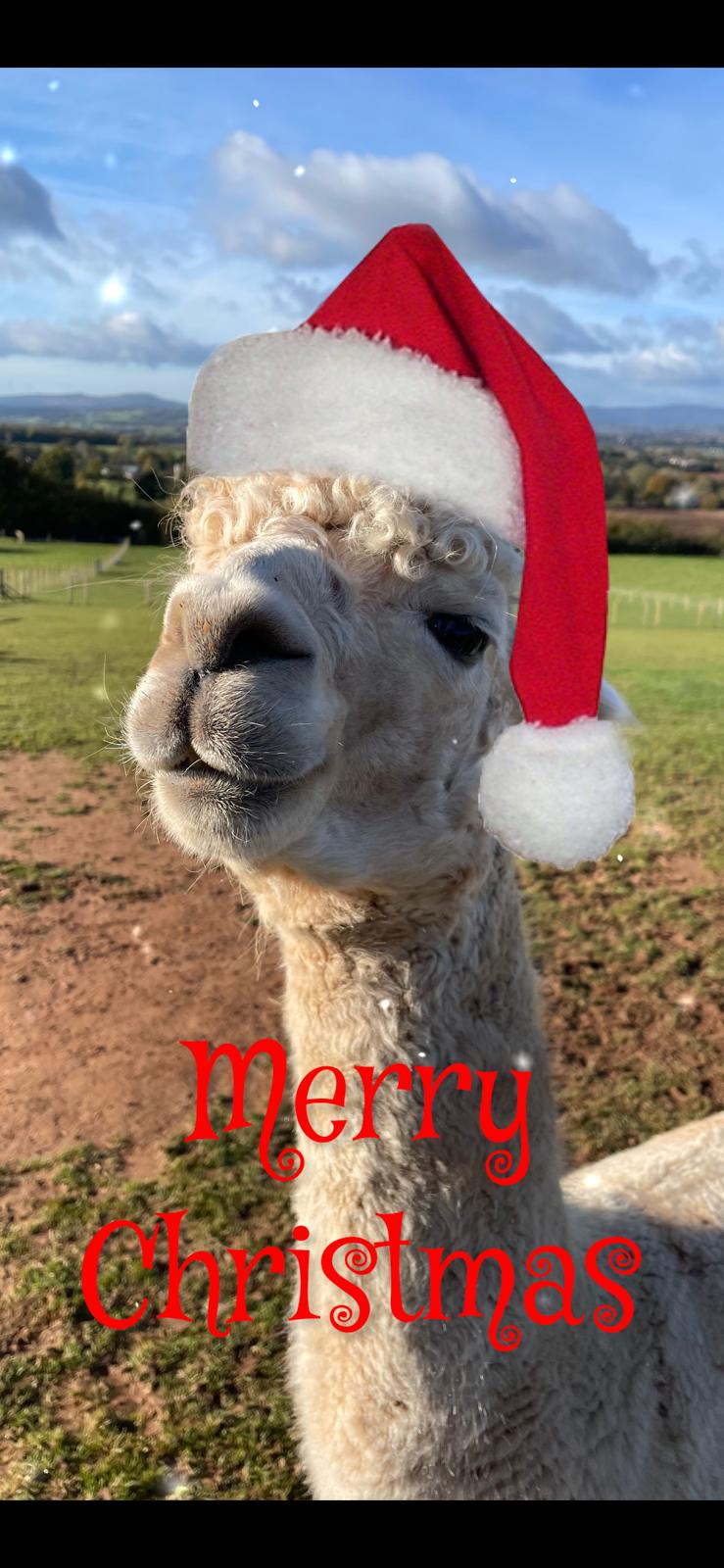 Christmas Experience! Meet  Santa & The Alpacadeers