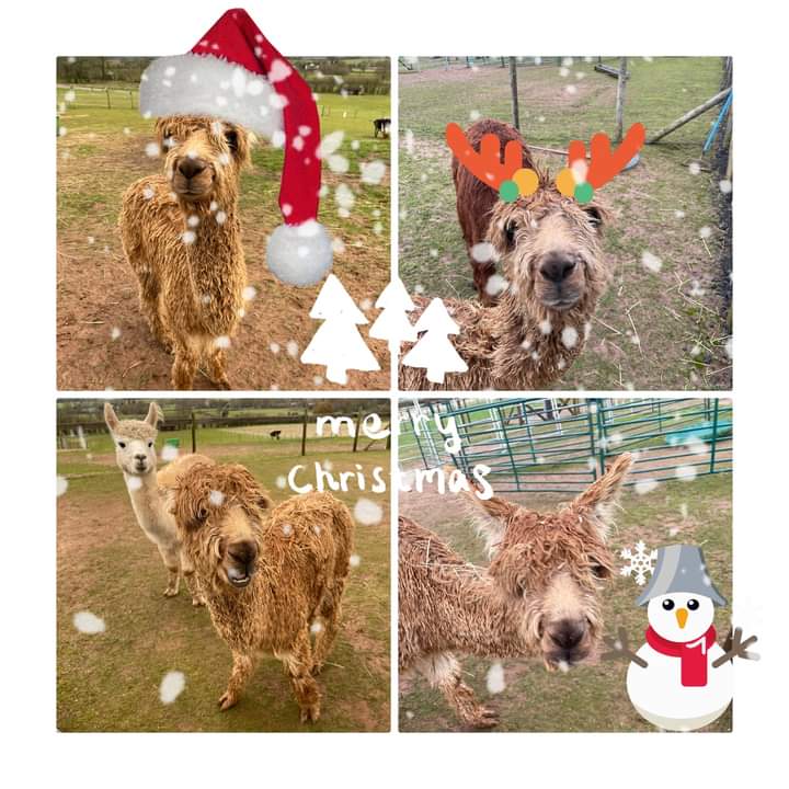 Christmas Experience! Meet  Santa & The Alpacadeers