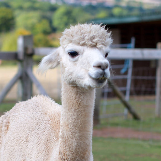 Adopt Dave