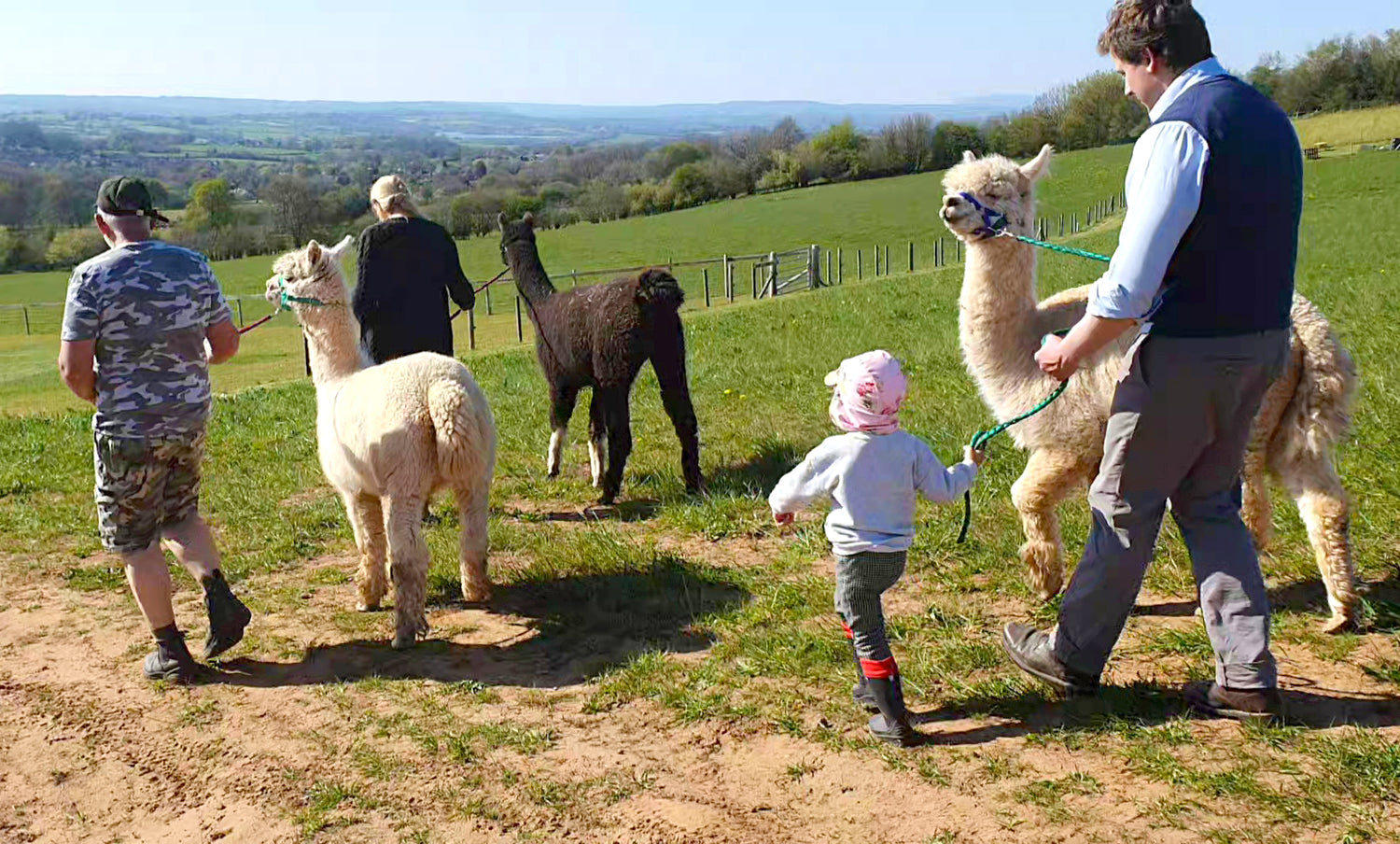 Alpaca Activity Alpaca Short Trekking – Severn Valley Alpacas